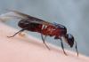 Camponotus ligniperda